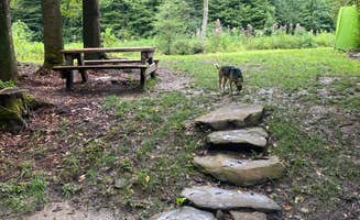 Mitch + Kristi N.'s photo of camping with pets at Lil Snowbird Farm near Fontana Dam, NC