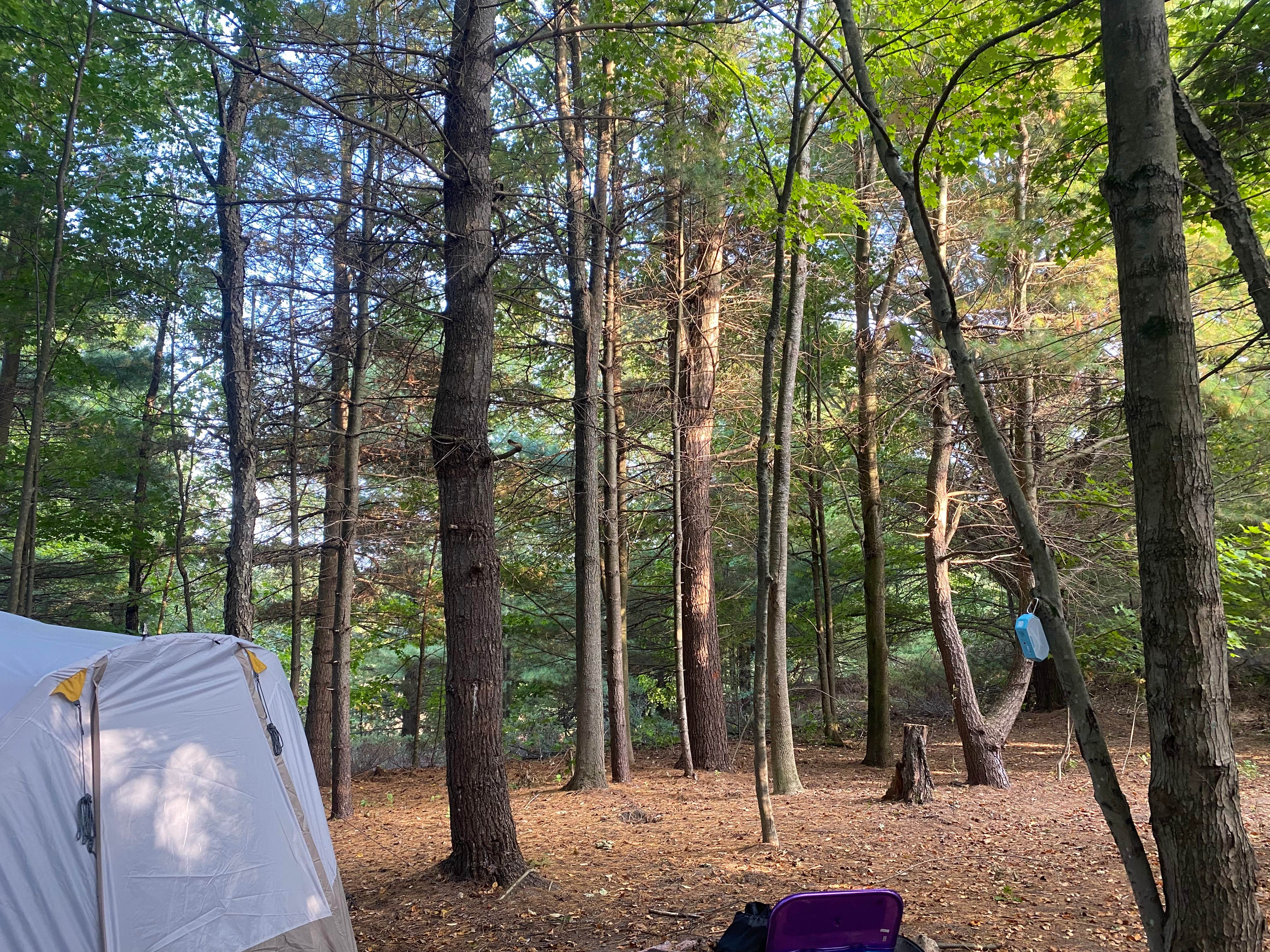 Camper submitted image from Lime Lake - 2