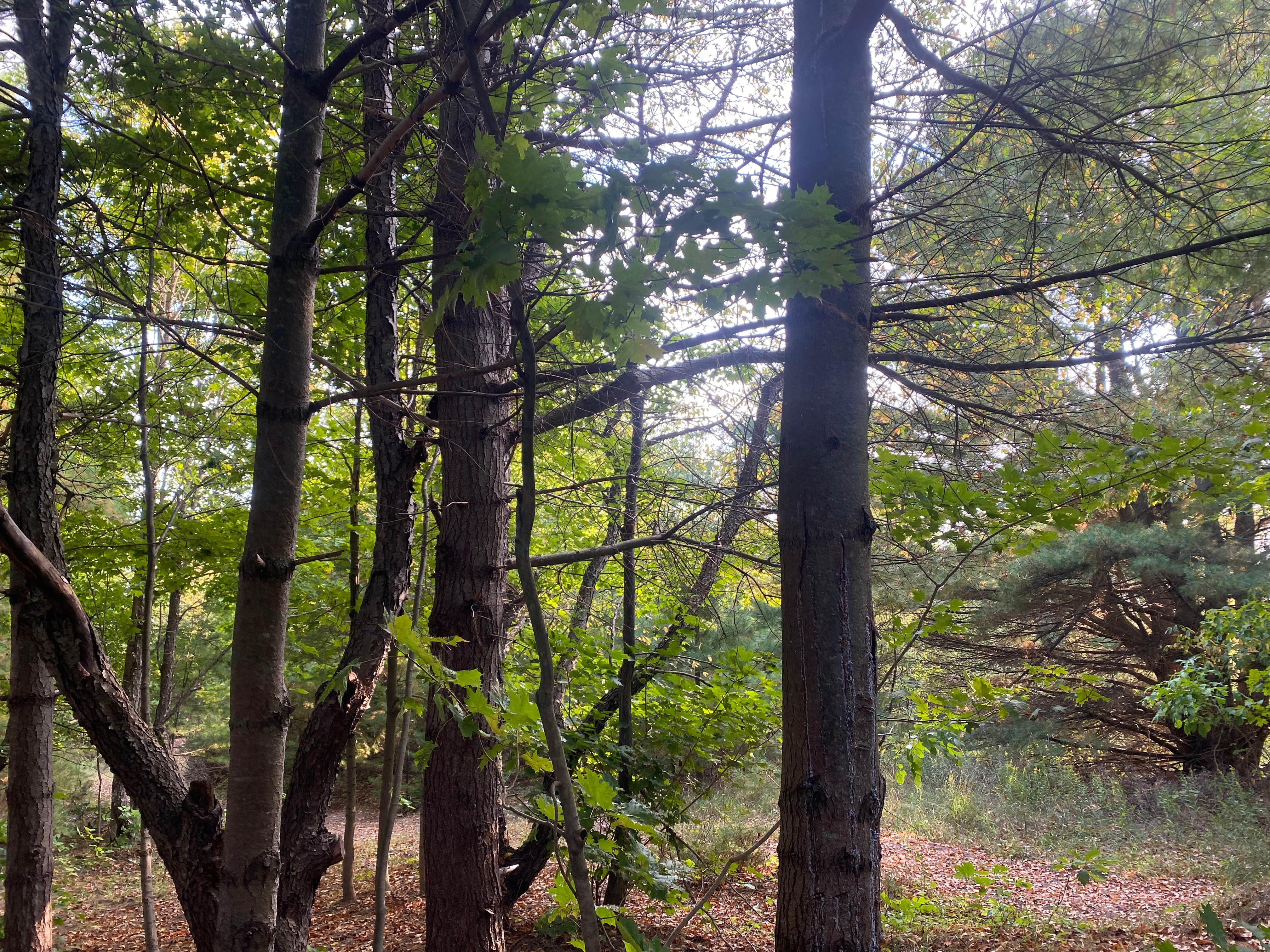 Camper-submitted photo at Lime Lake near Maple City, MI