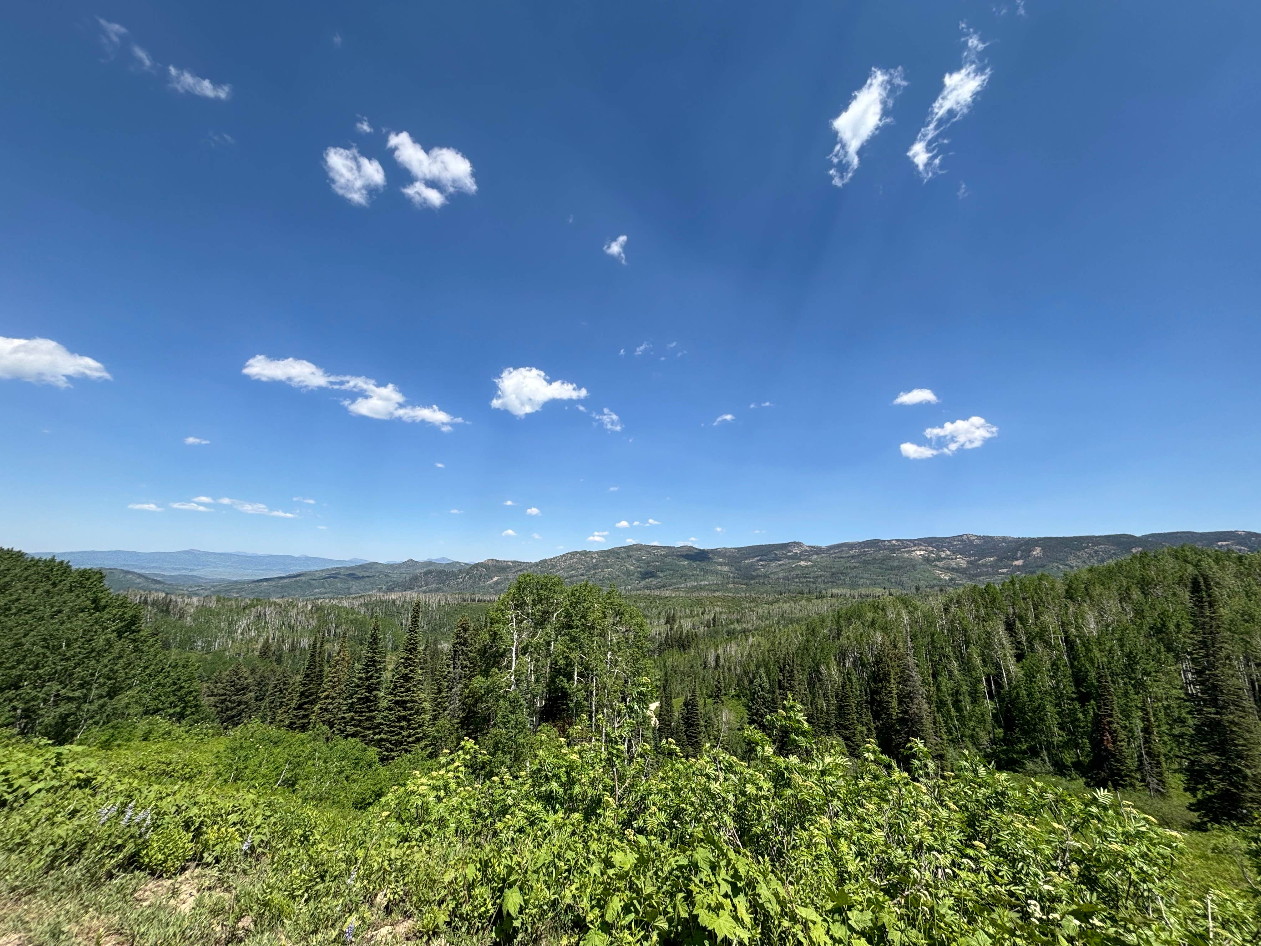 Camper-submitted photo at Lincoln Creek Dispersed near Snowmass Village, CO