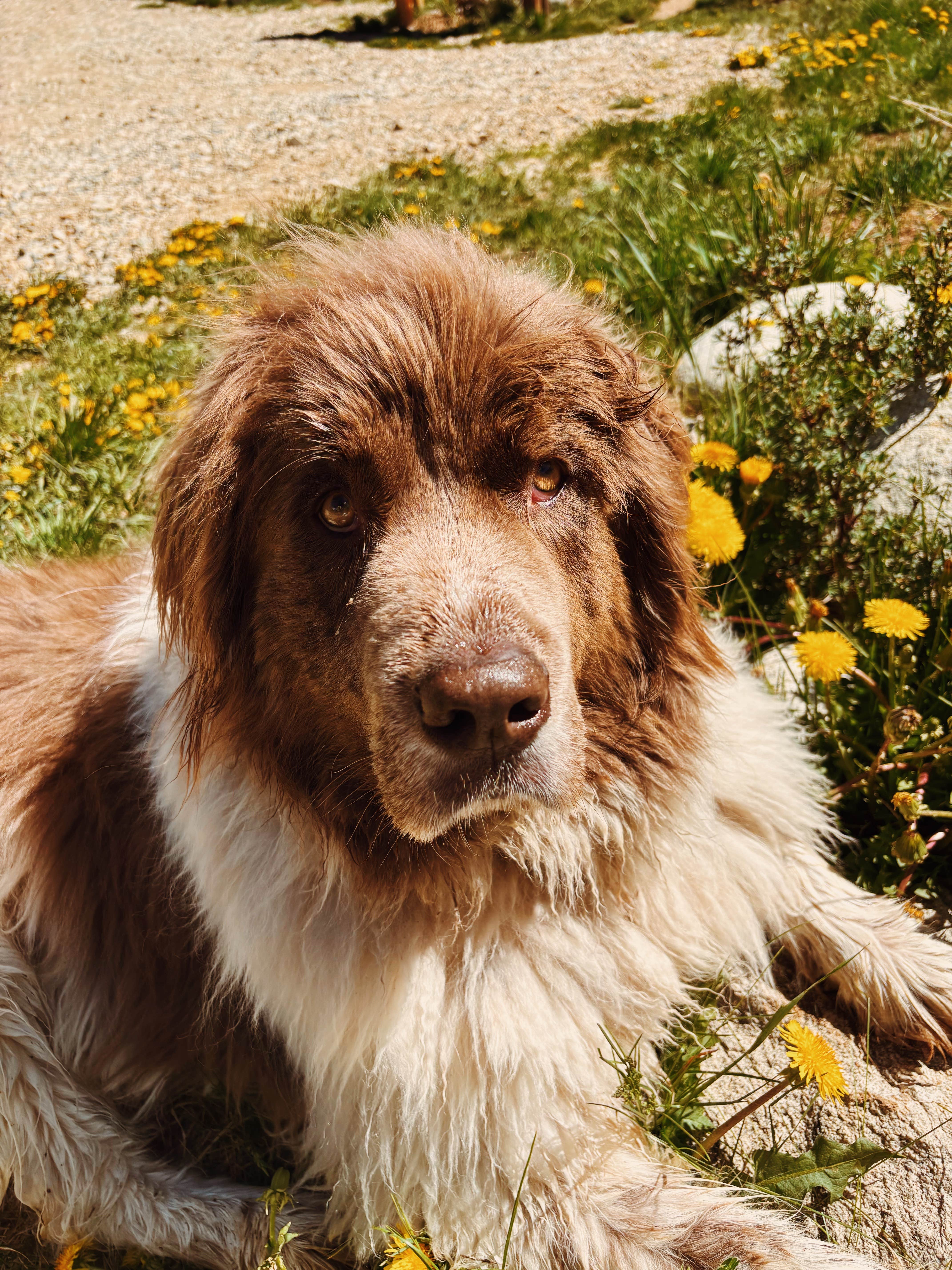 Nora S.'s photo of camping with pets at Lincoln Creek Dispersed near Aspen, CO