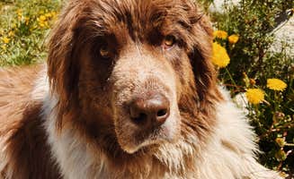 Nora S.'s photo of camping with pets at Lincoln Creek Dispersed near Meredith, CO