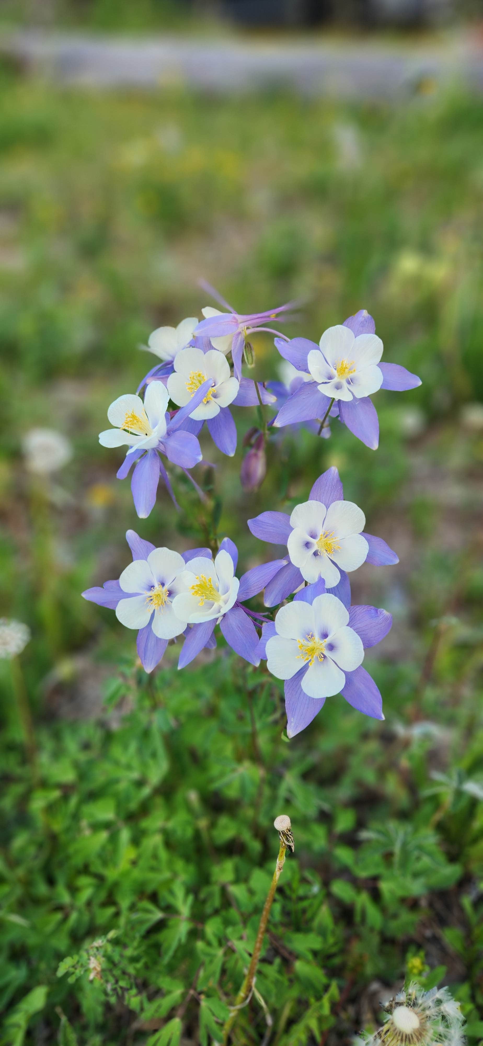 Camper-submitted photo at Lincoln Creek Dispersed near Snowmass Village, CO