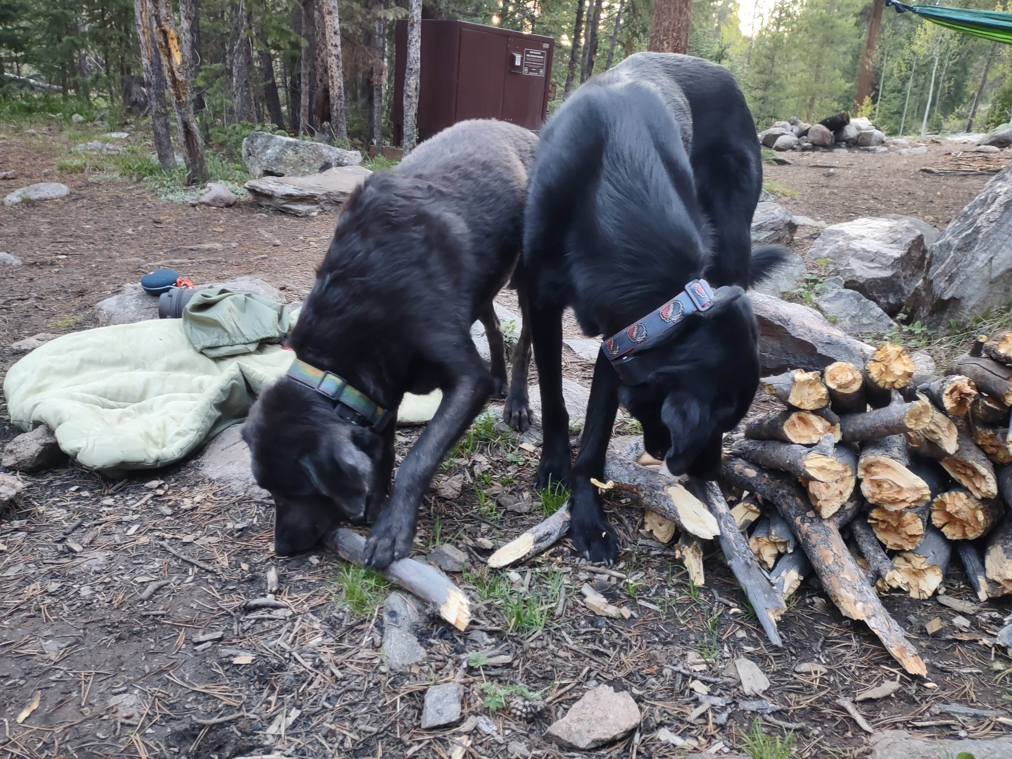 Camper submitted image from Lincoln Gulch Campground - 3