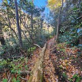 Review photo of Linville Gorge Wilderness Dispersed Camping--Western Section, NC 128 he by Brian G., April 23, 2025
