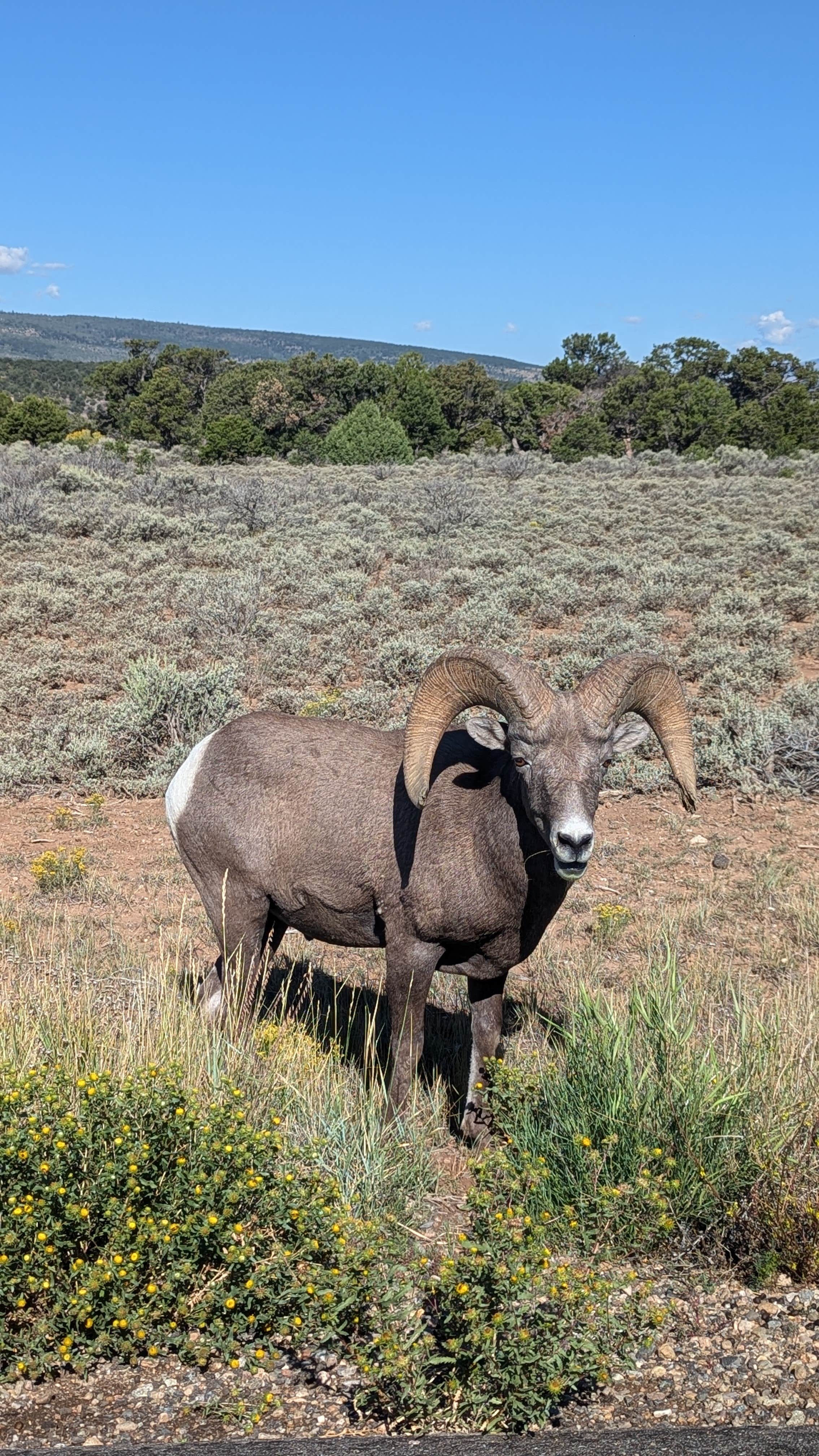 Camper-submitted photo at Little Arsenic Springs Campground near Carson National Forest