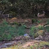 Review photo of Little Beaver State Park Campground by Ioan P., October 7, 2024