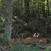 Review photo of Little Beaver State Park Campground by Ioan P., October 7, 2024