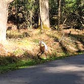 Review photo of Little Beaver State Park Campground by Ioan P., October 7, 2024