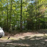 Review photo of Little Beaver State Park Campground by Cari E., July 13, 2026