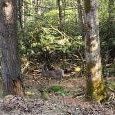 Review photo of Little Beaver State Park Campground by Ioan P., October 7, 2024