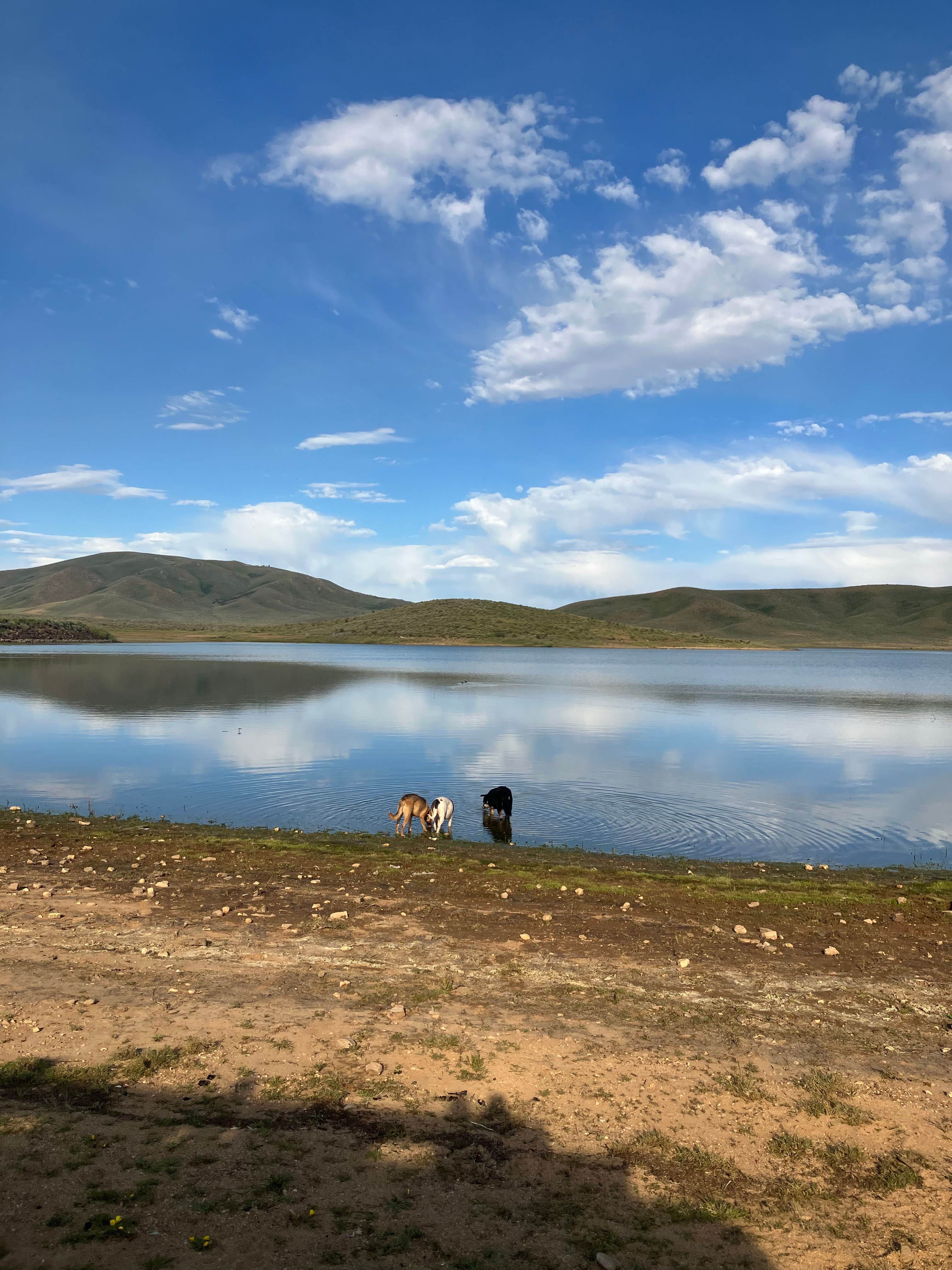 Emily S.'s photo of a dispersed camping area at Little Camas Reservoir near Bruneau, ID