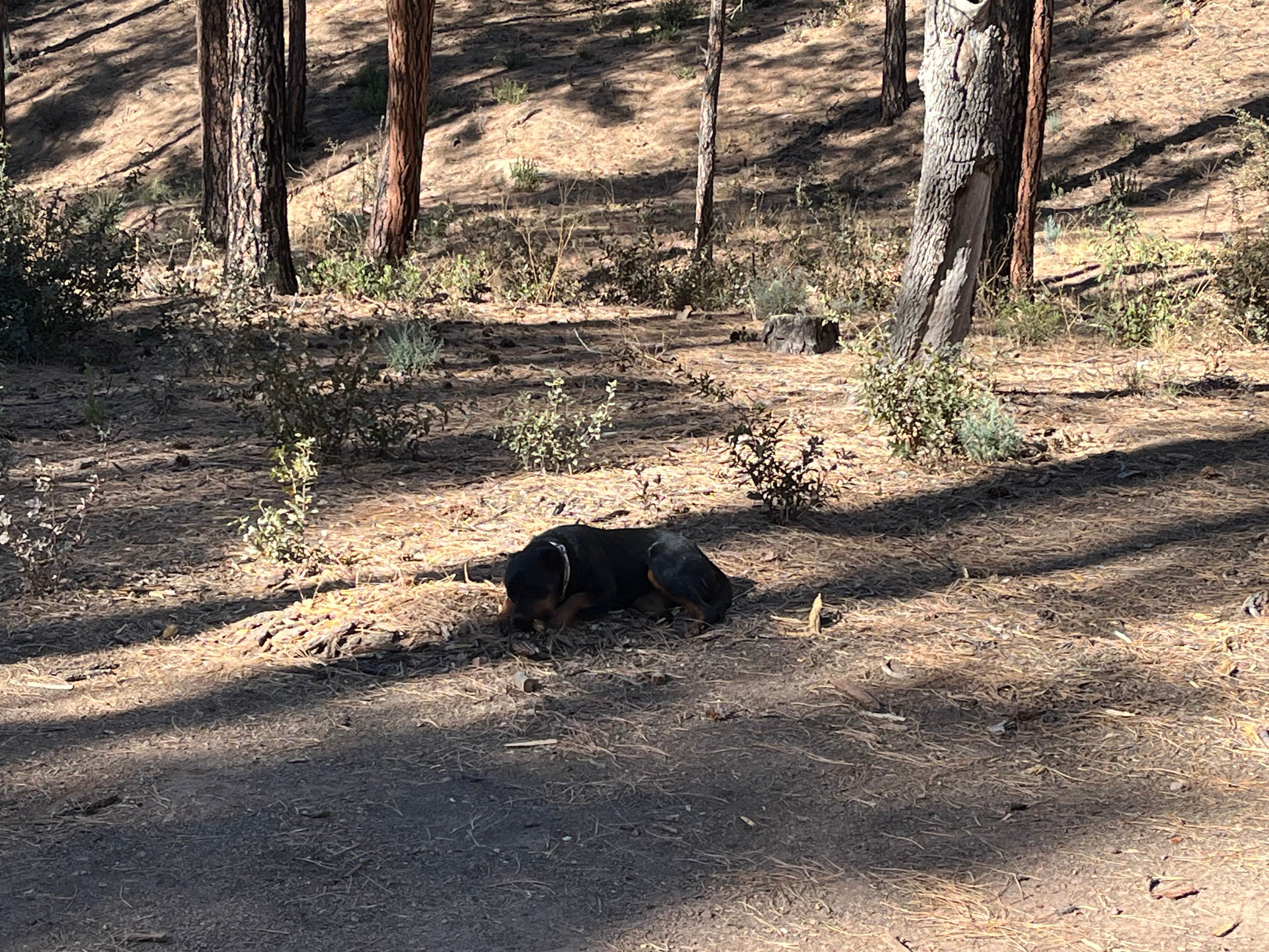 Teresa A.'s photo of camping with pets at Little Green Valley - NF405A Dispersed near Payson, AZ