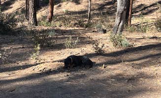 Teresa A.'s photo of camping with pets at Little Green Valley - NF405A Dispersed near Payson, AZ