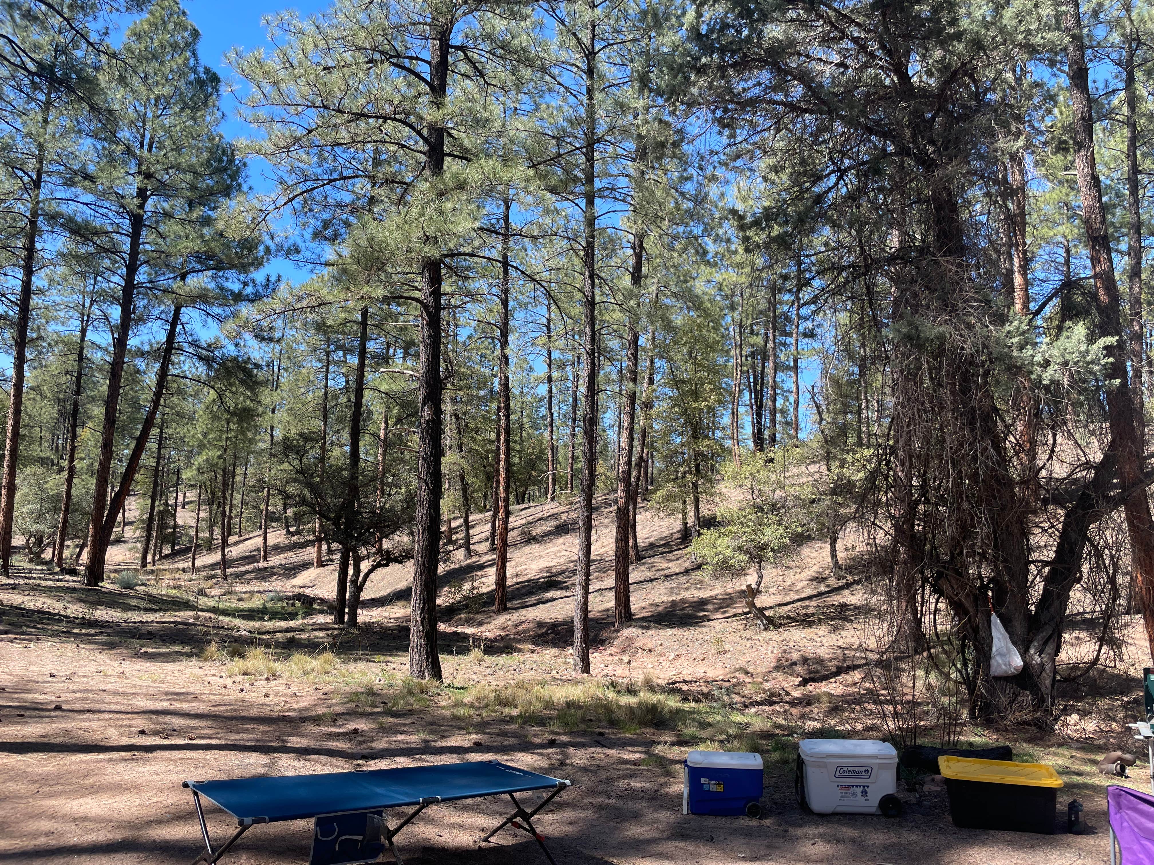 Stacy D.'s photo of camping with pets at Little Green Valley - NF405A Dispersed near Payson, AZ