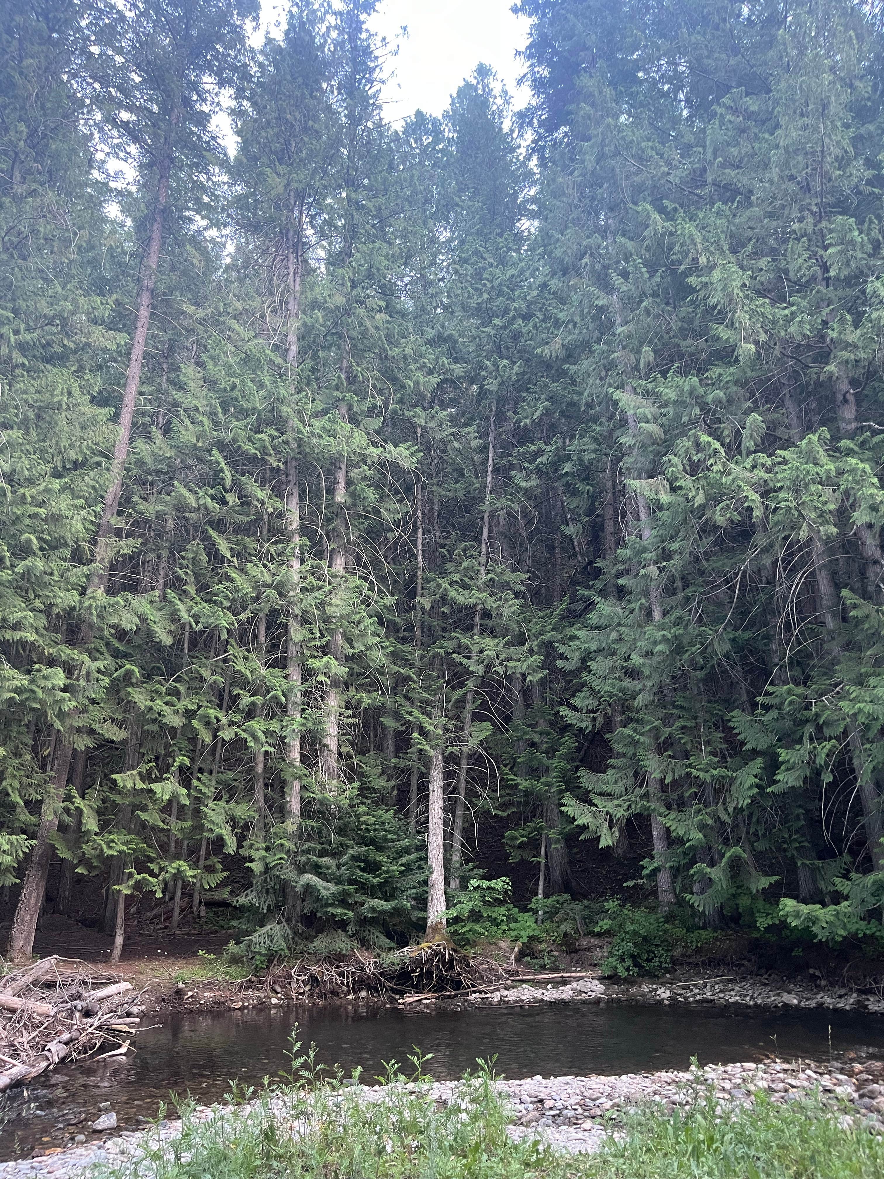 Camper-submitted photo at Little Joe Campground - Lolo National Forest near De Borgia, MT