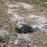 Review photo of Little Manatee River State Park Campground by Lauren W., October 25, 2023