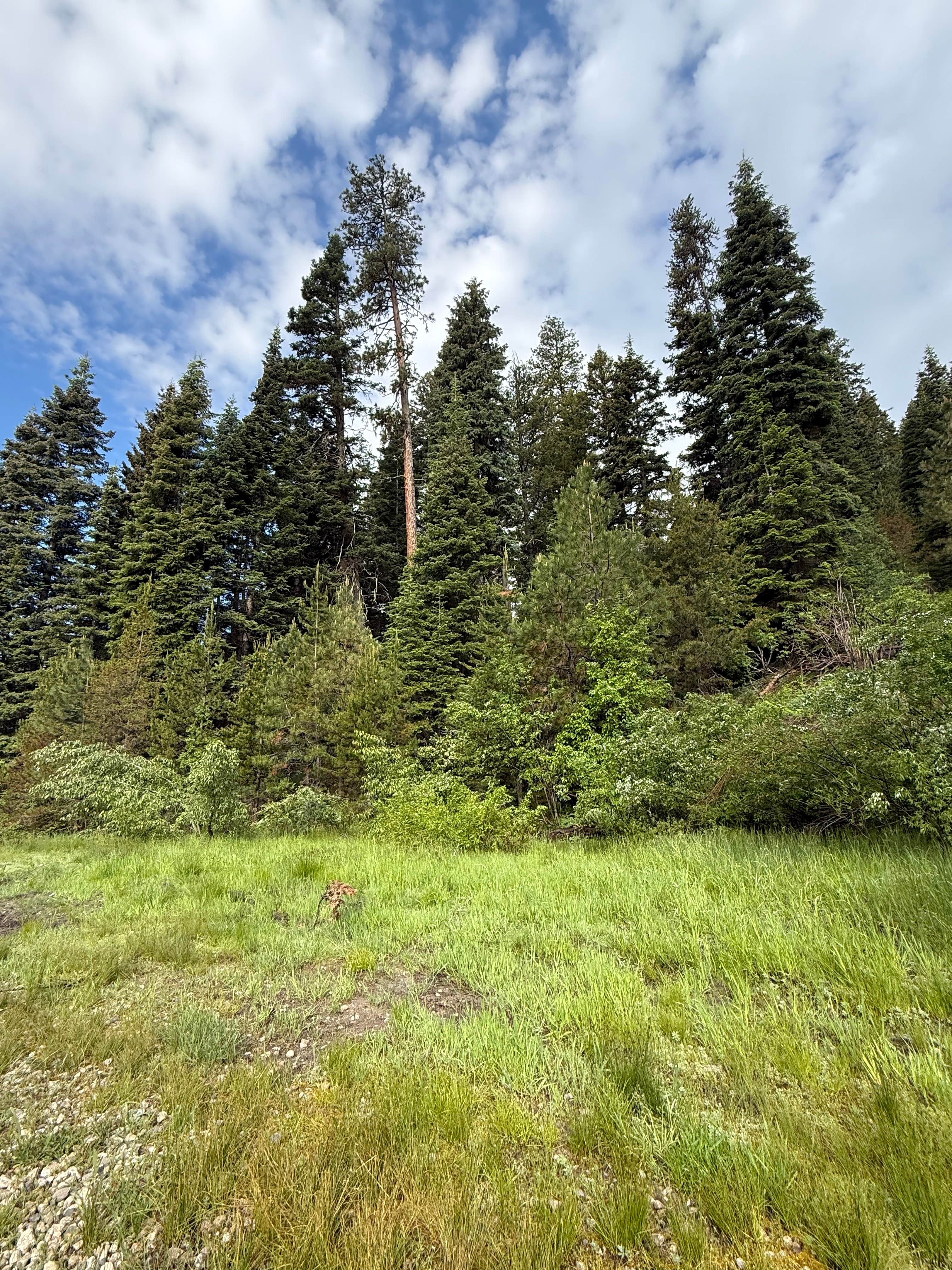 Camper-submitted photo at Little Payette Lake (Dispersed) near McCall, ID