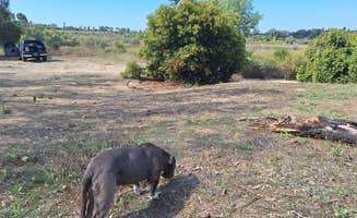 Bria B.'s photo of camping with pets at Little pine campground near San Gabriel, CA
