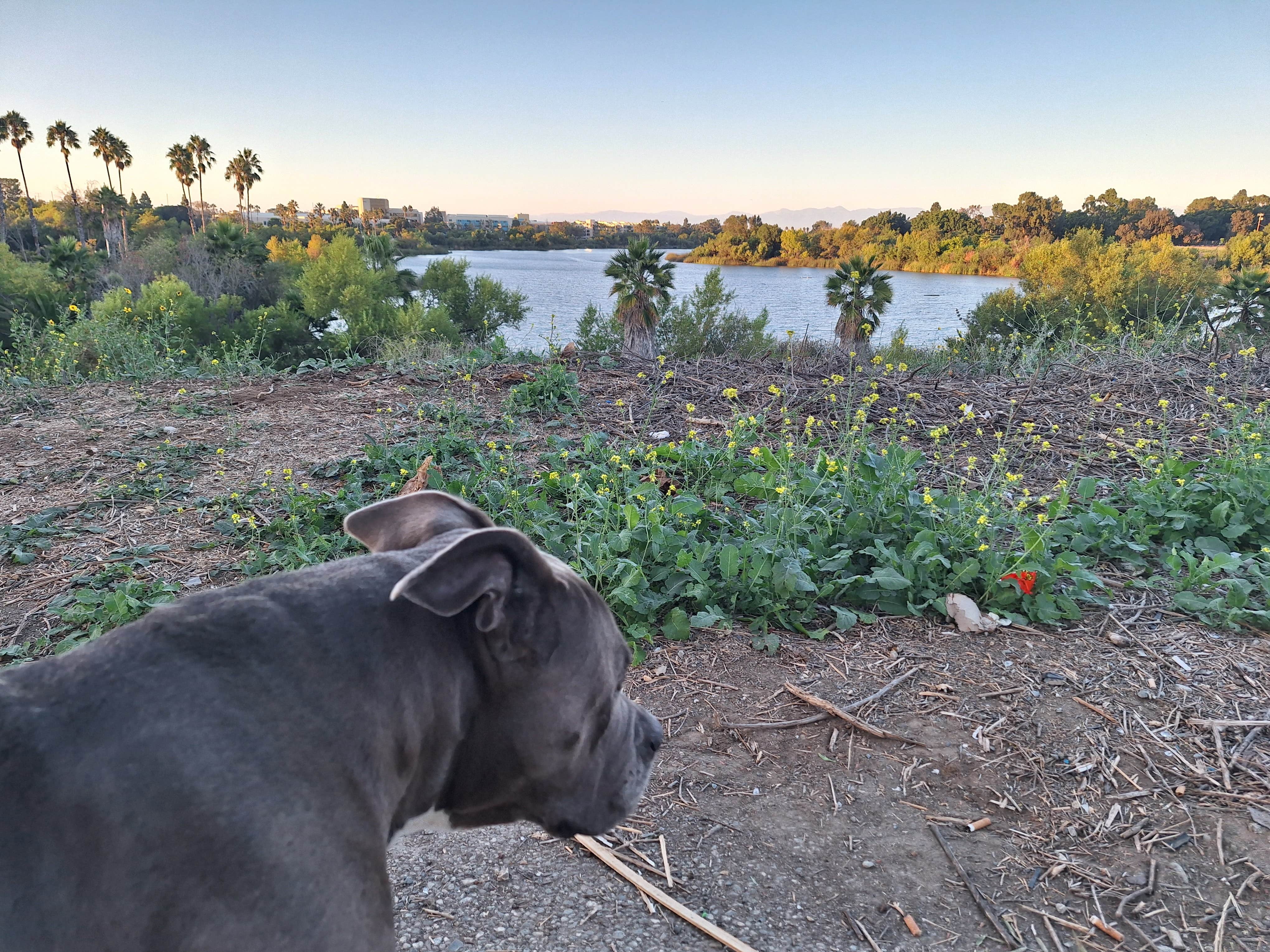 Bria B.'s photo of camping with pets at Little pine campground near South Gate, CA