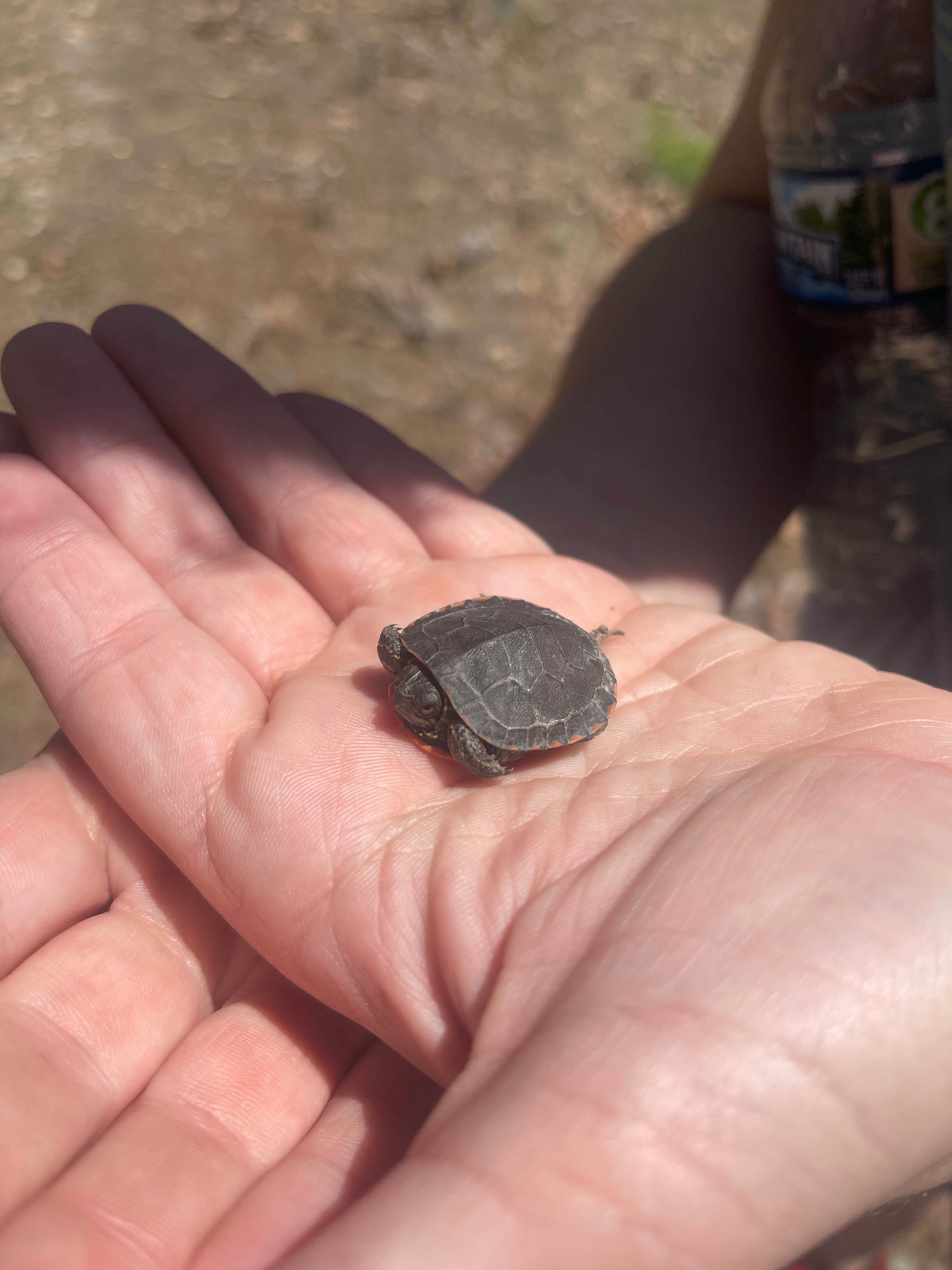 Camper-submitted photo at Little Scotia Pond 4x4 Dispersed Site near Hartshorn, MO