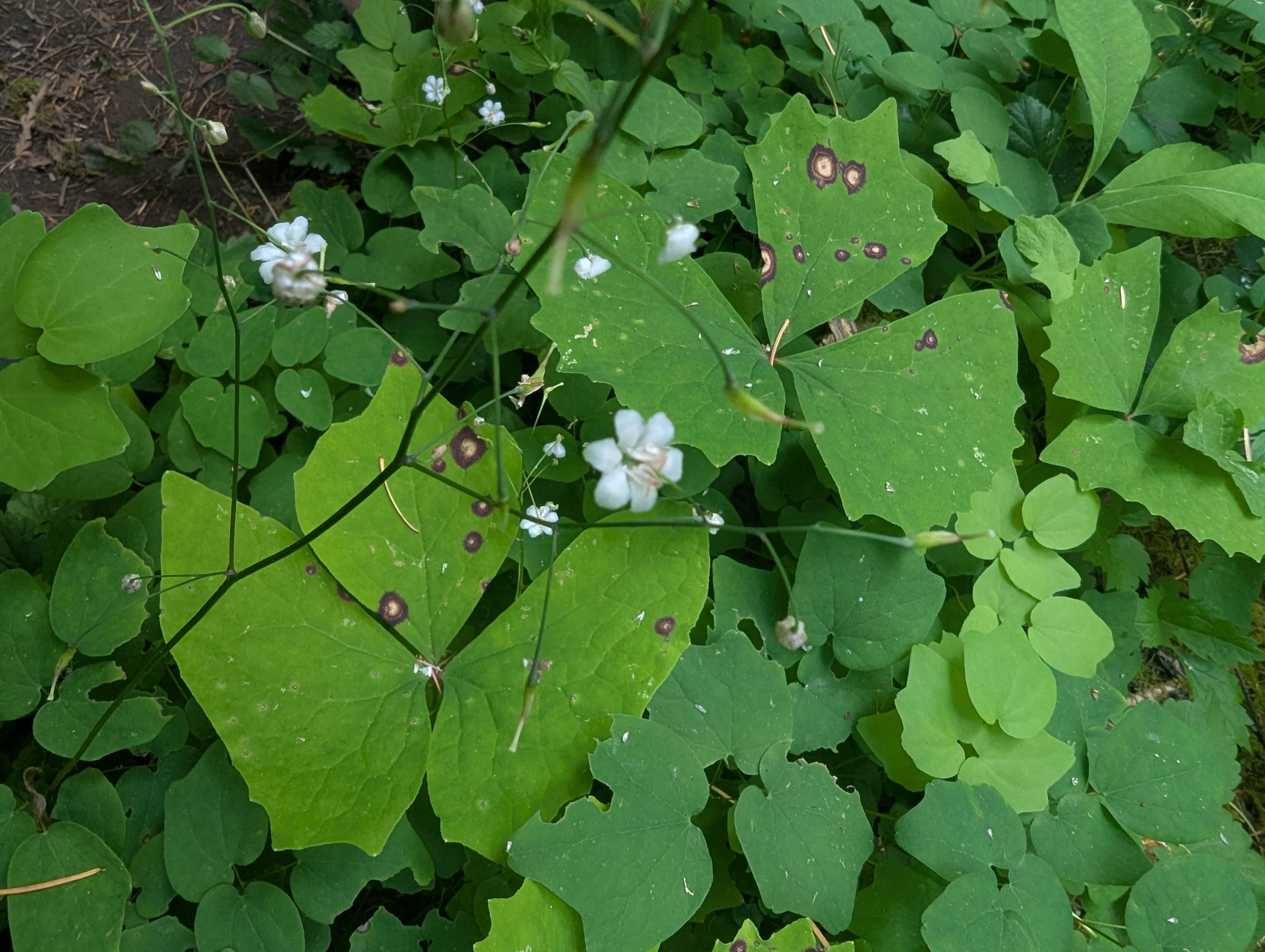 Little Soda Springs Rd Dispersed