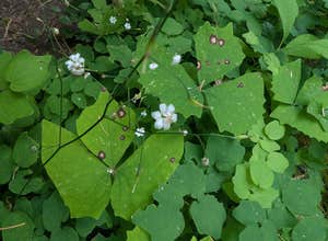 Little Soda Springs Rd Dispersed