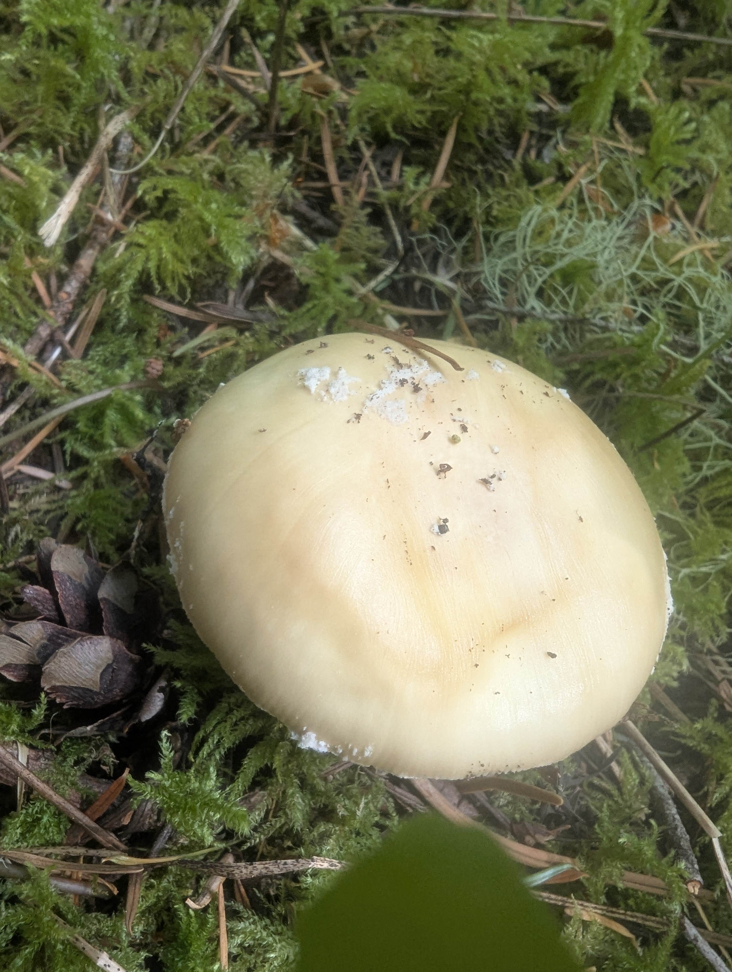 Camper-submitted photo at Little Soda Springs Rd Dispersed near Yacolt, WA