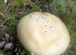 Little Soda Springs Rd Dispersed