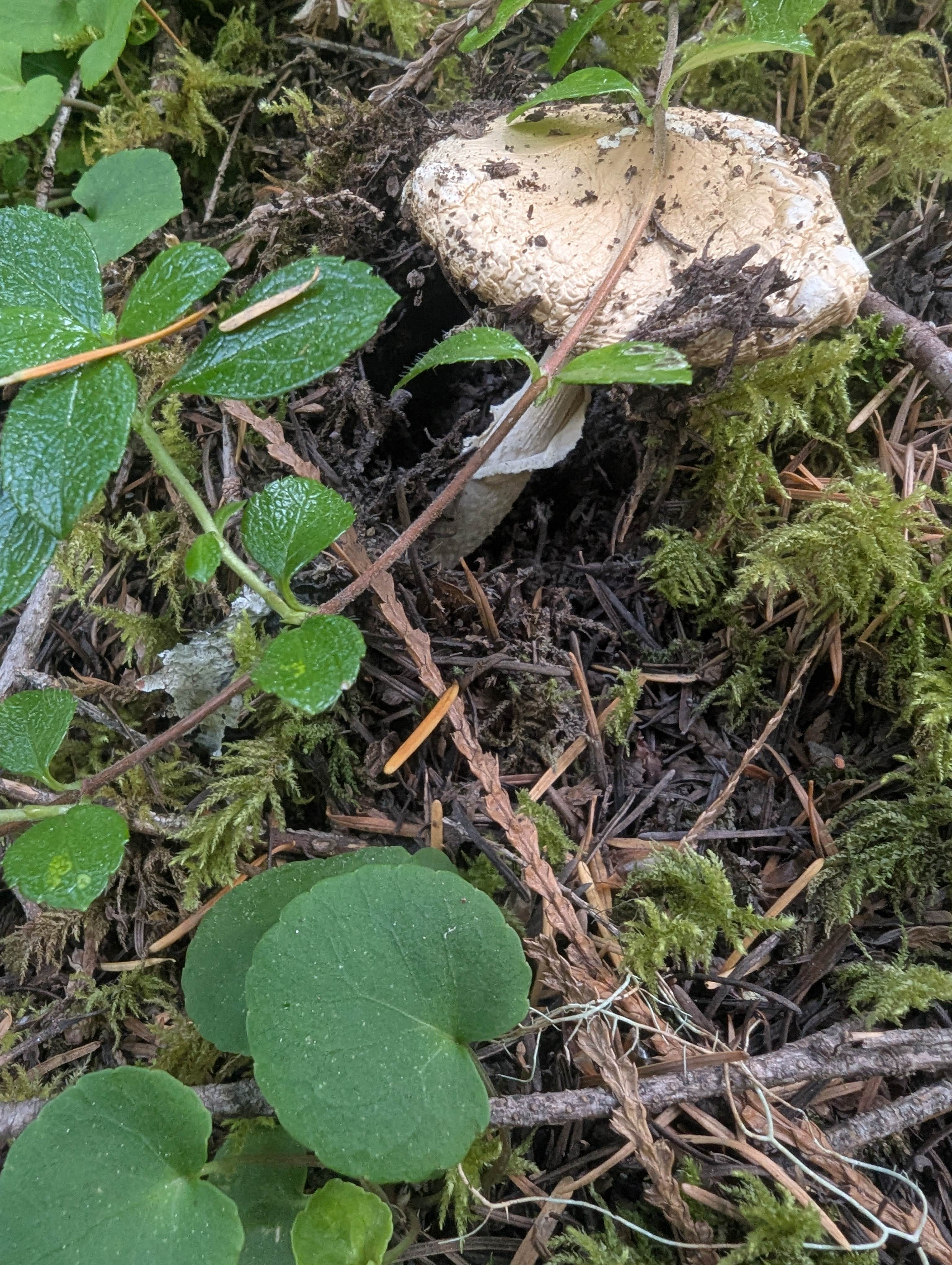 Little Soda Springs Rd Dispersed