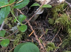 Little Soda Springs Rd Dispersed