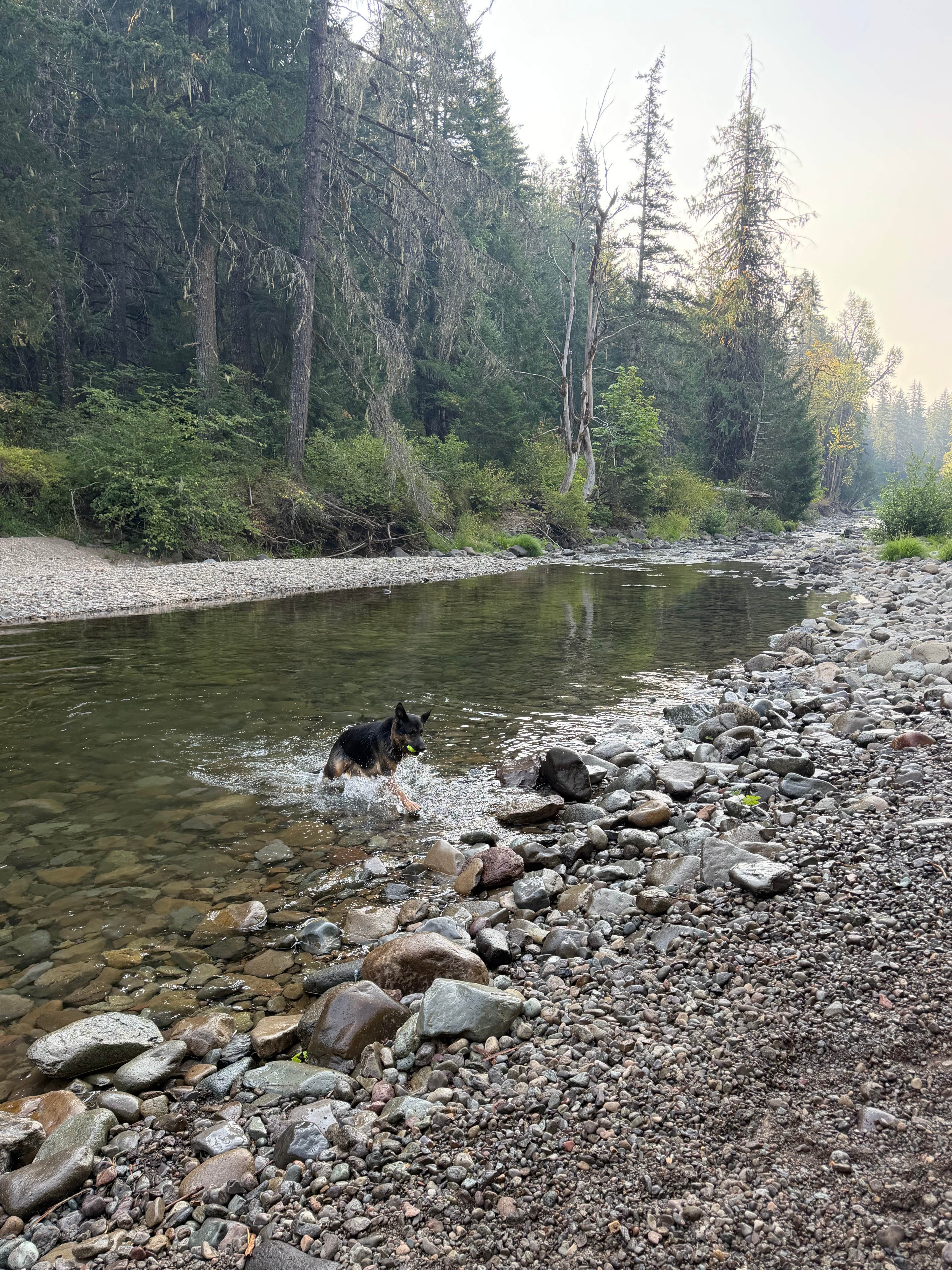 clint B.'s photo of camping with pets at Little Soda Springs Rd Dispersed near Cougar, WA