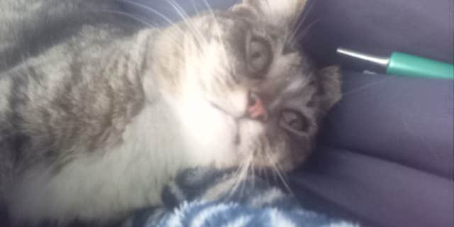 Camper submitted image from Little Thomas Dispersed