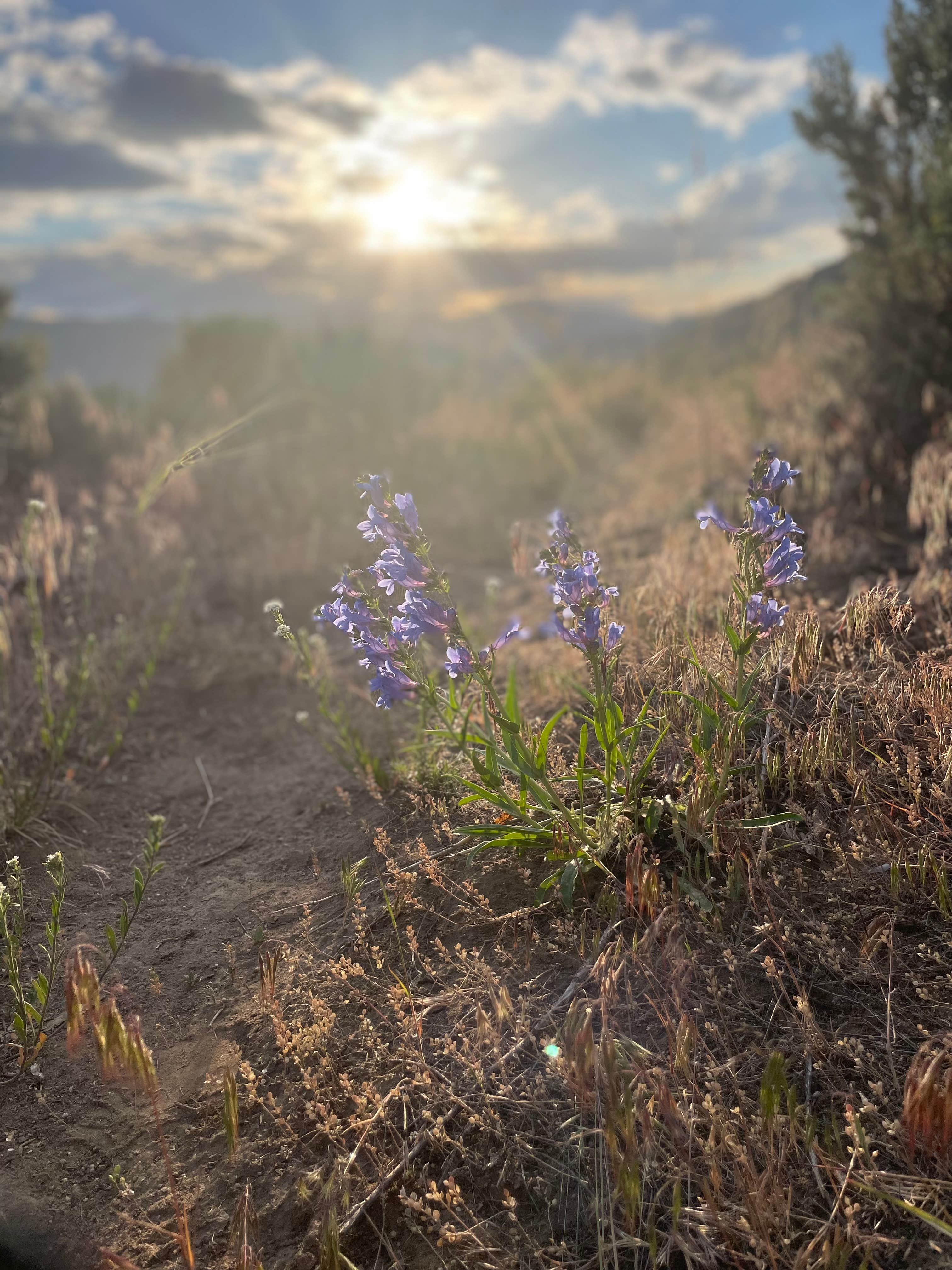 Camper-submitted photo at Little Trail Creek Road - Dispersed Site near Emigrant, MT