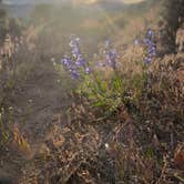 Review photo of Little Trail Creek Road - Dispersed Site by Allison S., June 23, 2024