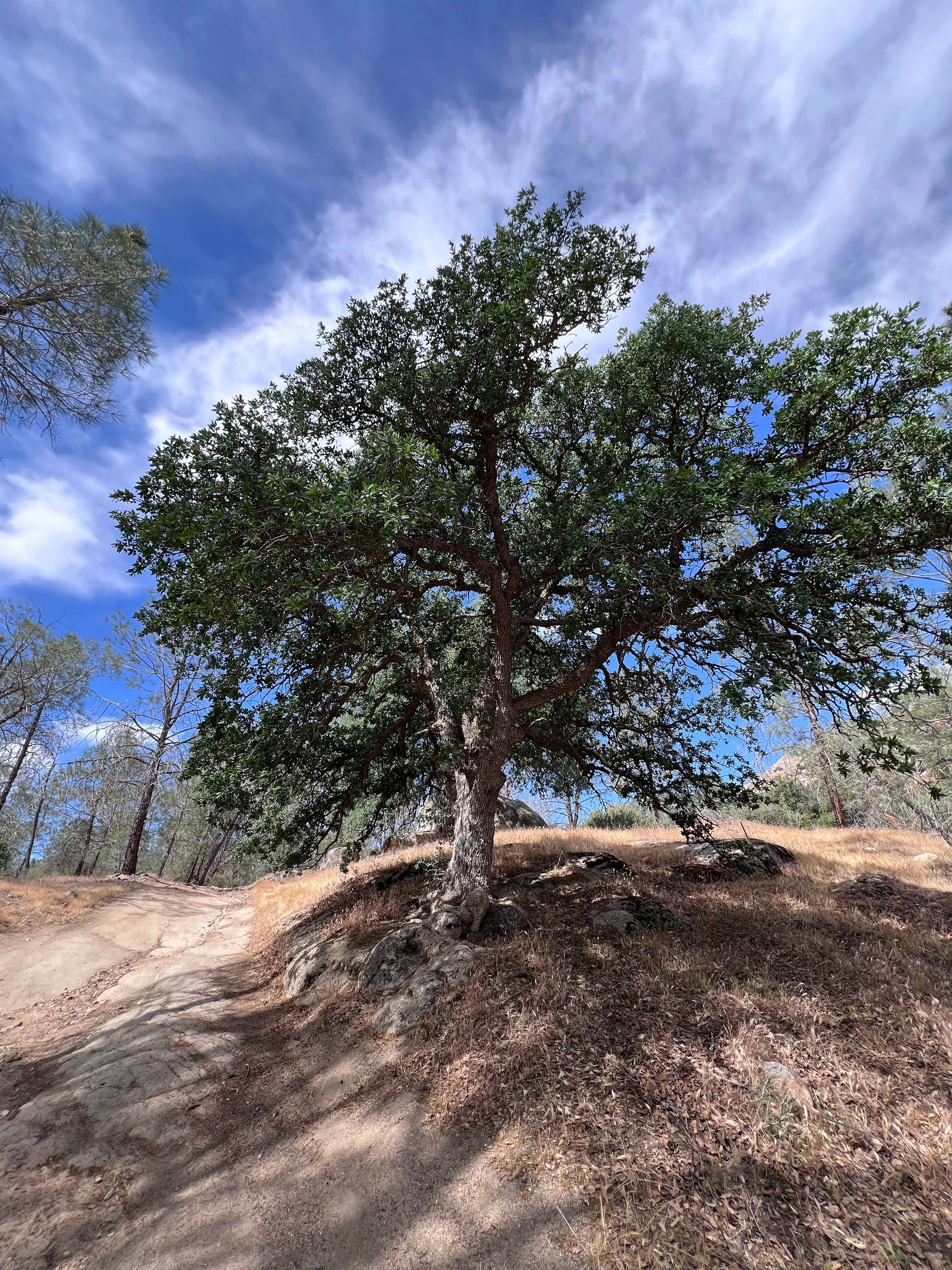 Camper submitted image from Live Oak South — Sequoia National Forest - 3