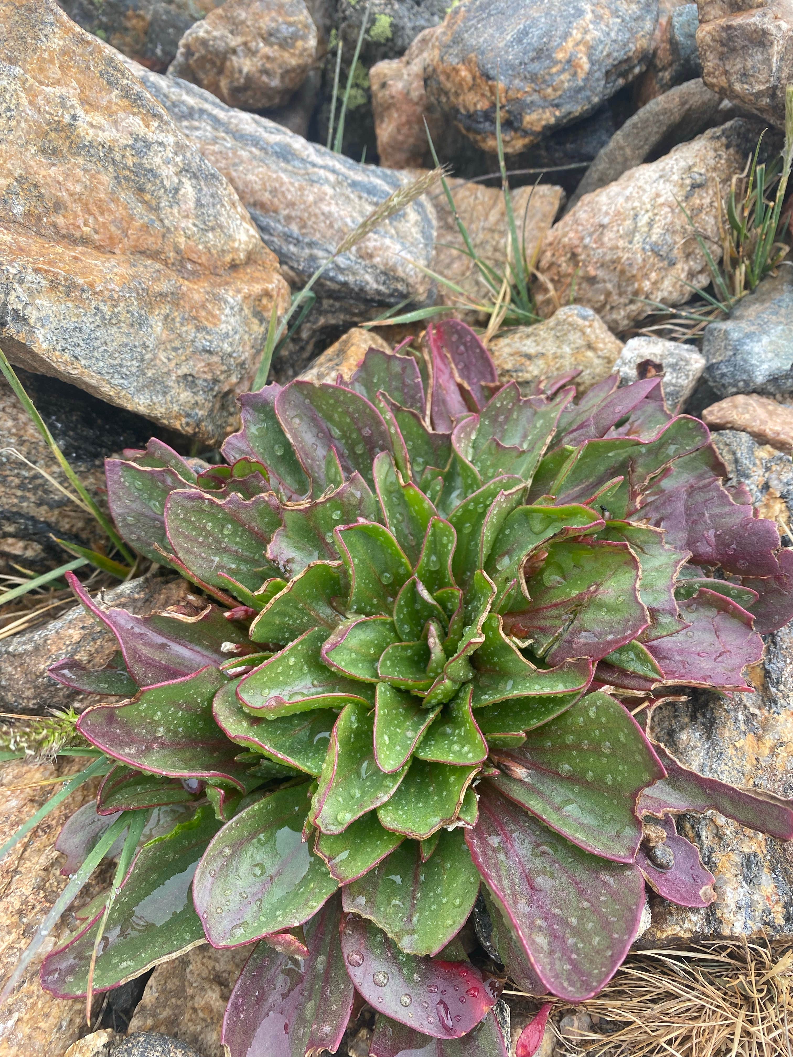 Camper-submitted photo at Loch Lomond Dispersed near Central City, CO