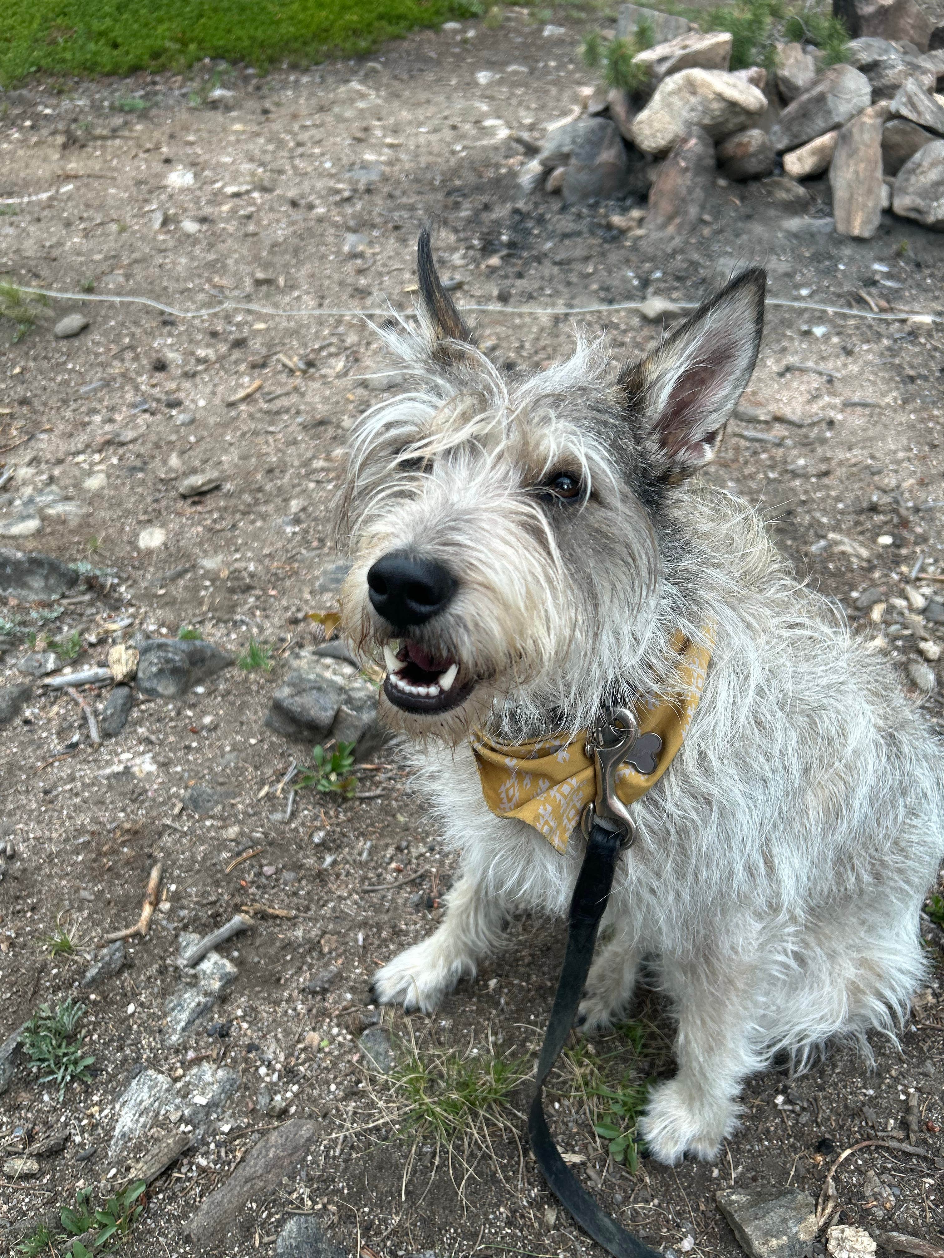 Heather P.'s photo of camping with pets at Loch Lomond Dispersed near Winter Park, CO