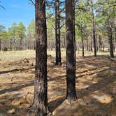 Review photo of Lockett Meadow Dispersed Camping by Van UT G., May 26, 2025