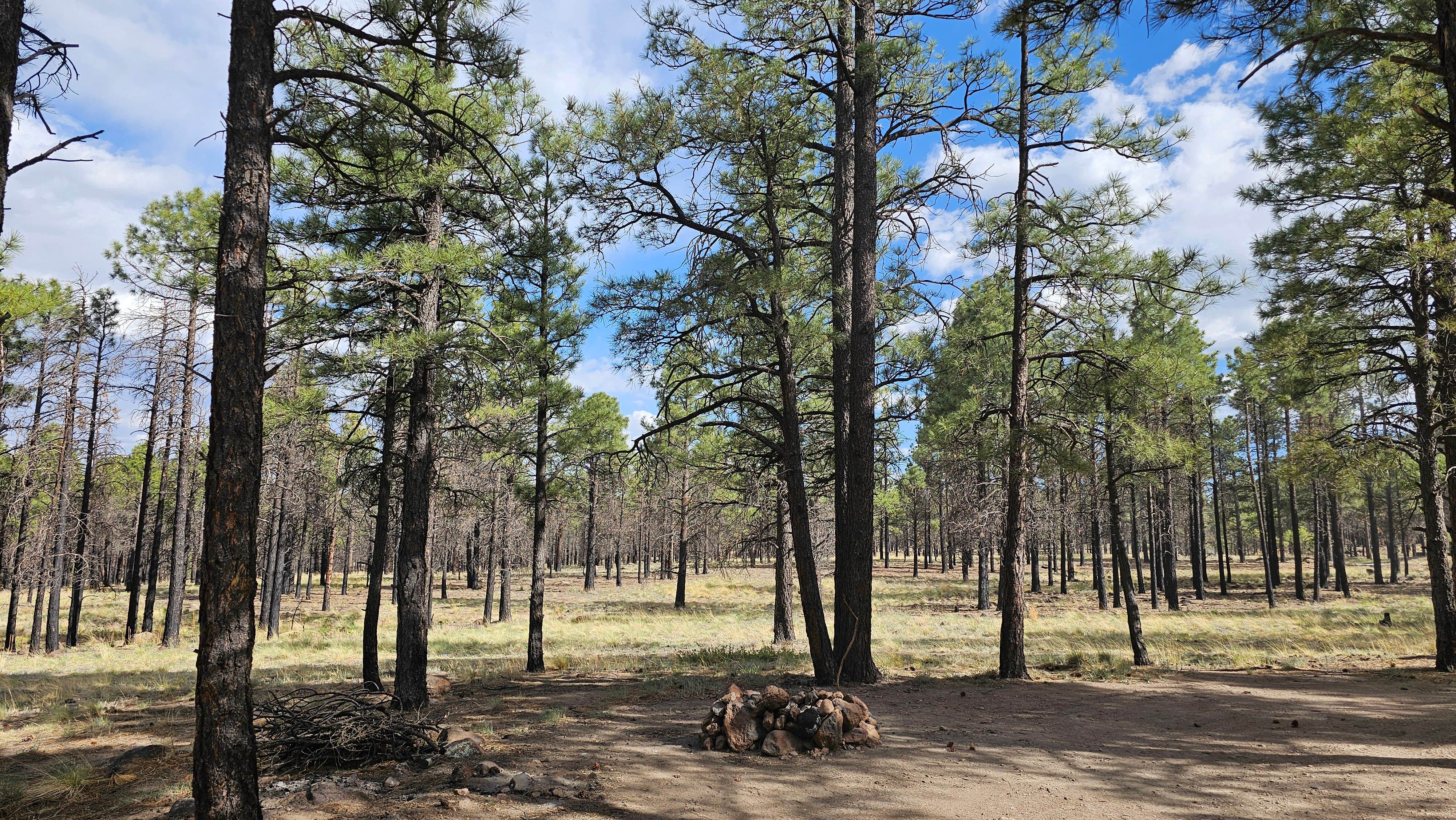 Camper-submitted photo at Lockett Meadow Dispersed Camping near Gray Mountain, AZ