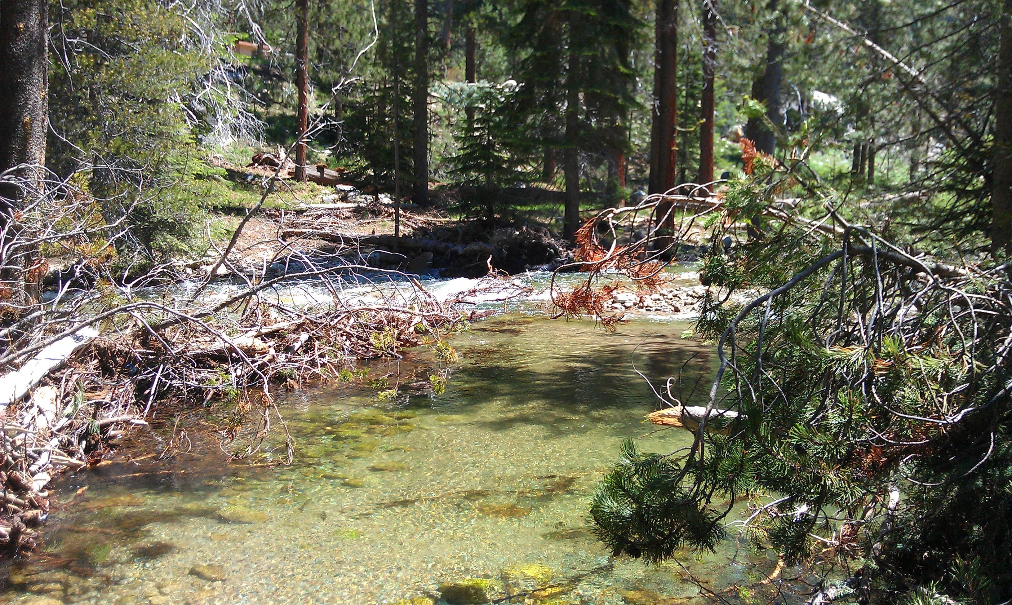 Camper submitted image from Lodgepole Campground - 5