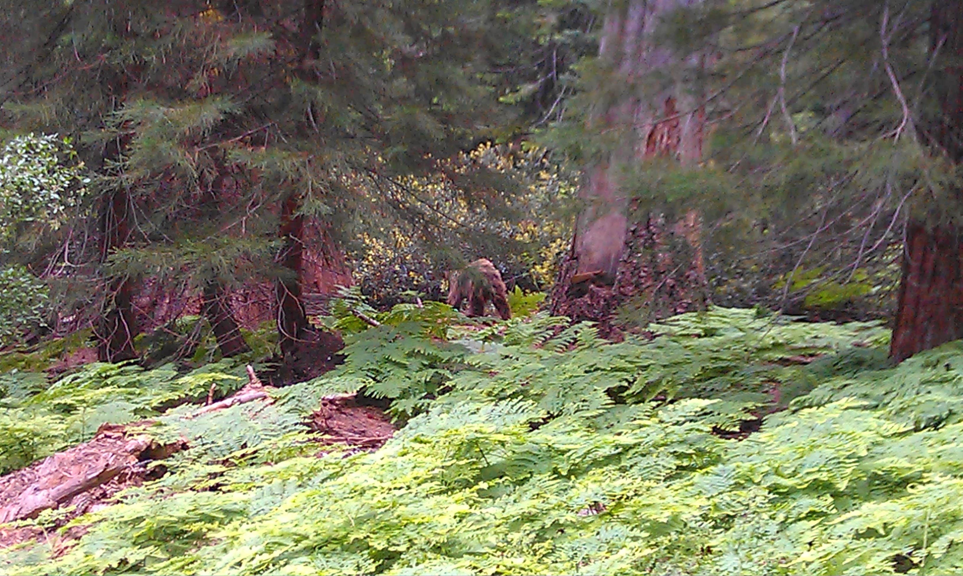 Camper-submitted photo at Lodgepole Campground near Colfax, CA