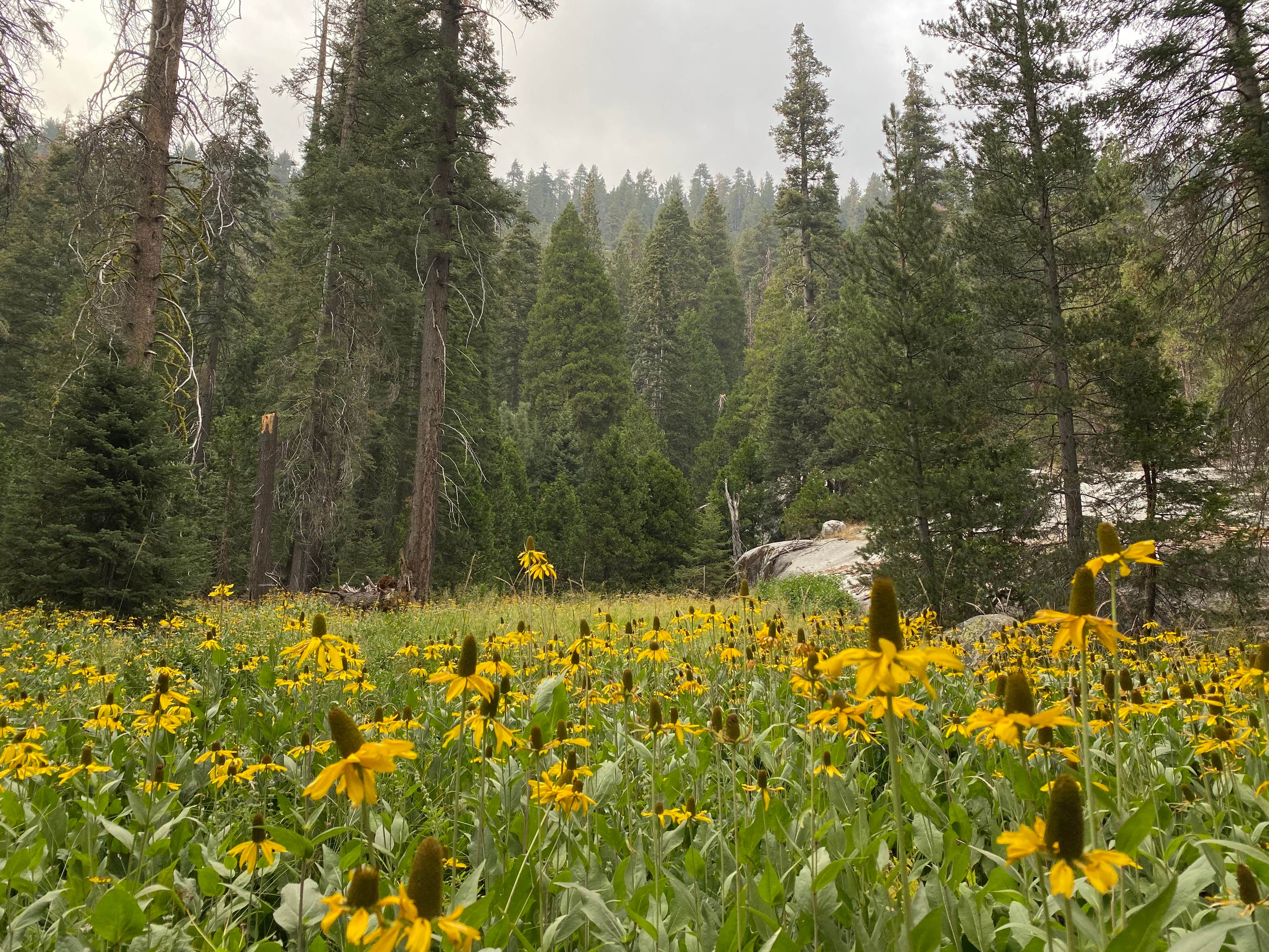 Camper-submitted photo at Lodgepole Campground near Colfax, CA