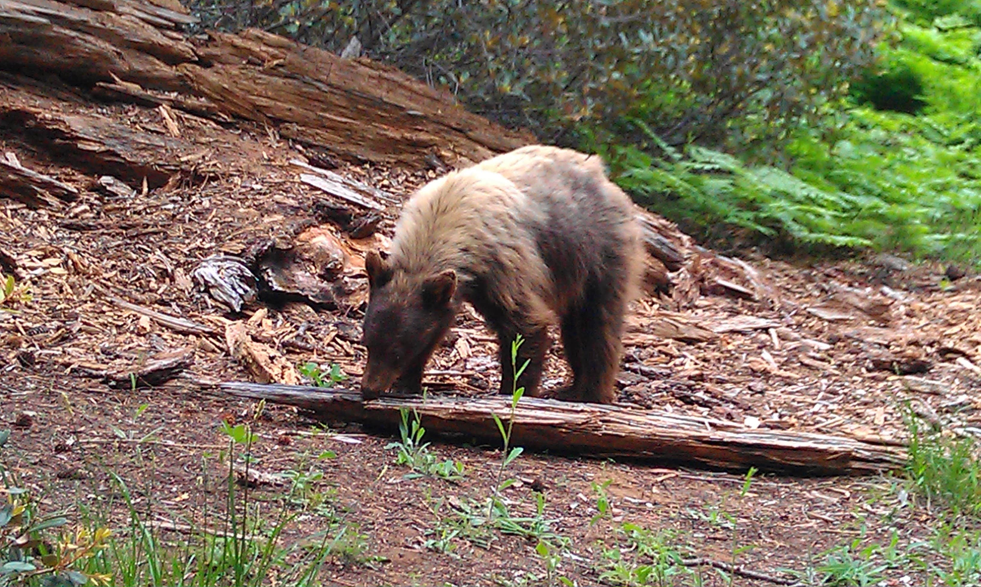 Camper submitted image from Lodgepole Campground - 4