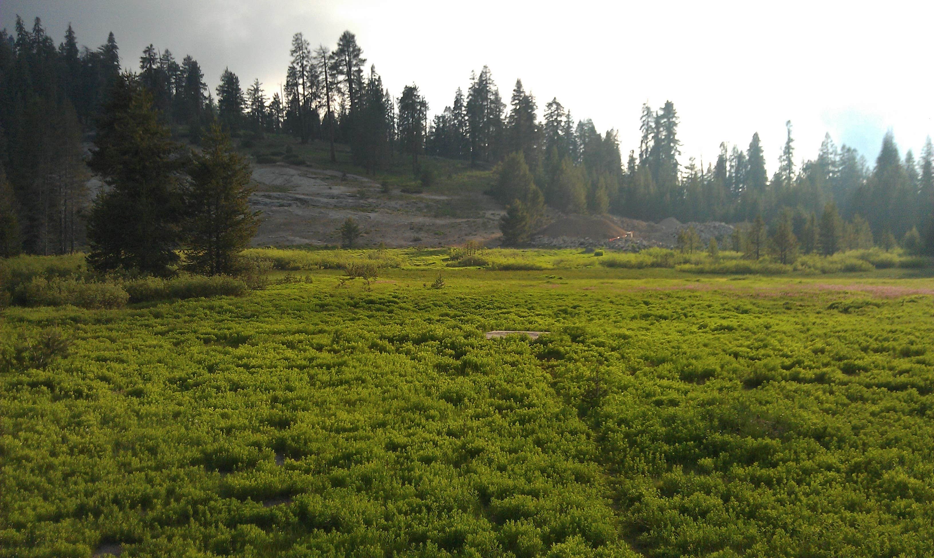 Camper submitted image from Lodgepole Campground - 2