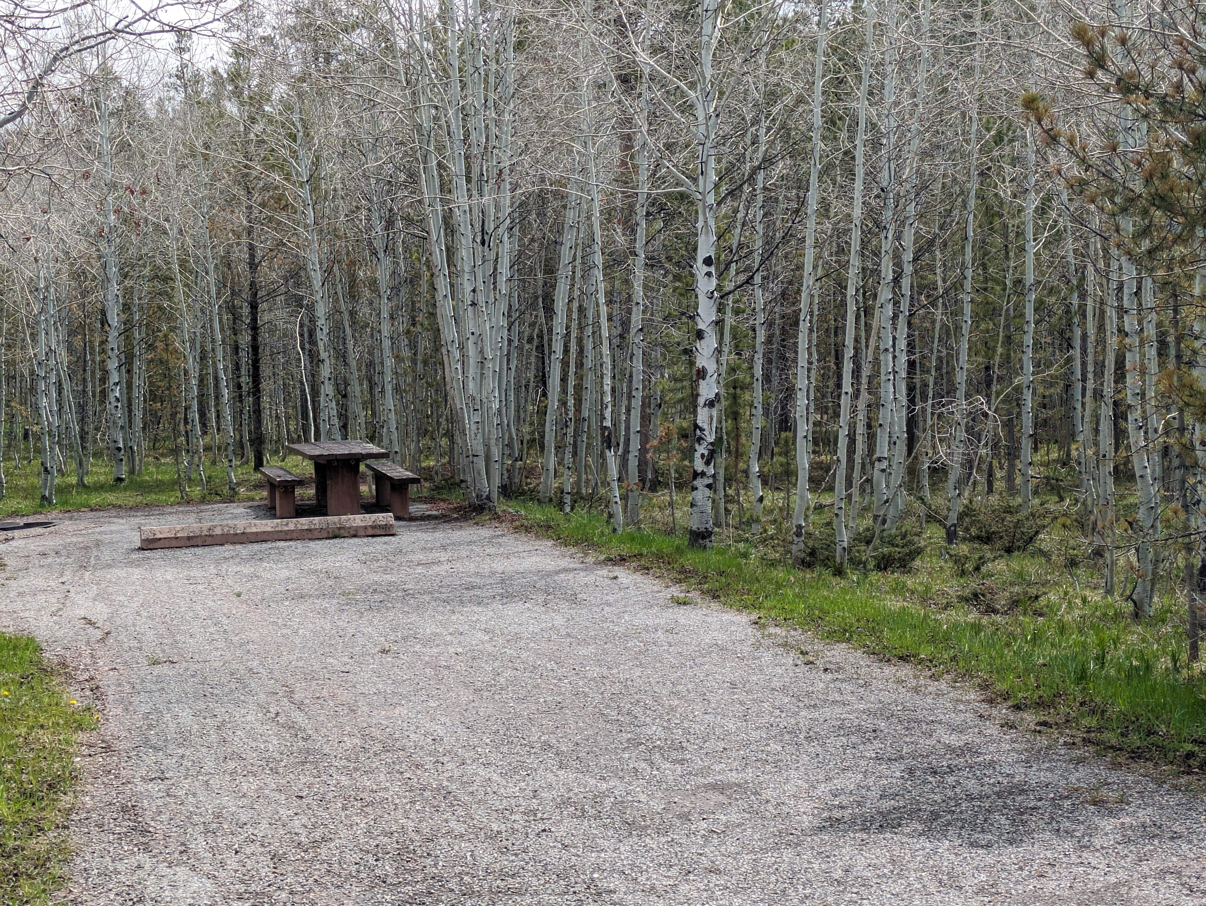 Camper submitted image from Lodgepole At Flaming Gorge — Ashley National Forest - 4