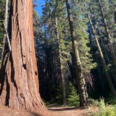 Review photo of Lodgepole Campground — Sequoia National Park by Andre V., May 30, 2024