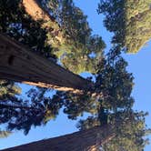 Review photo of Lodgepole Campground — Sequoia National Park by Andre V., May 30, 2024