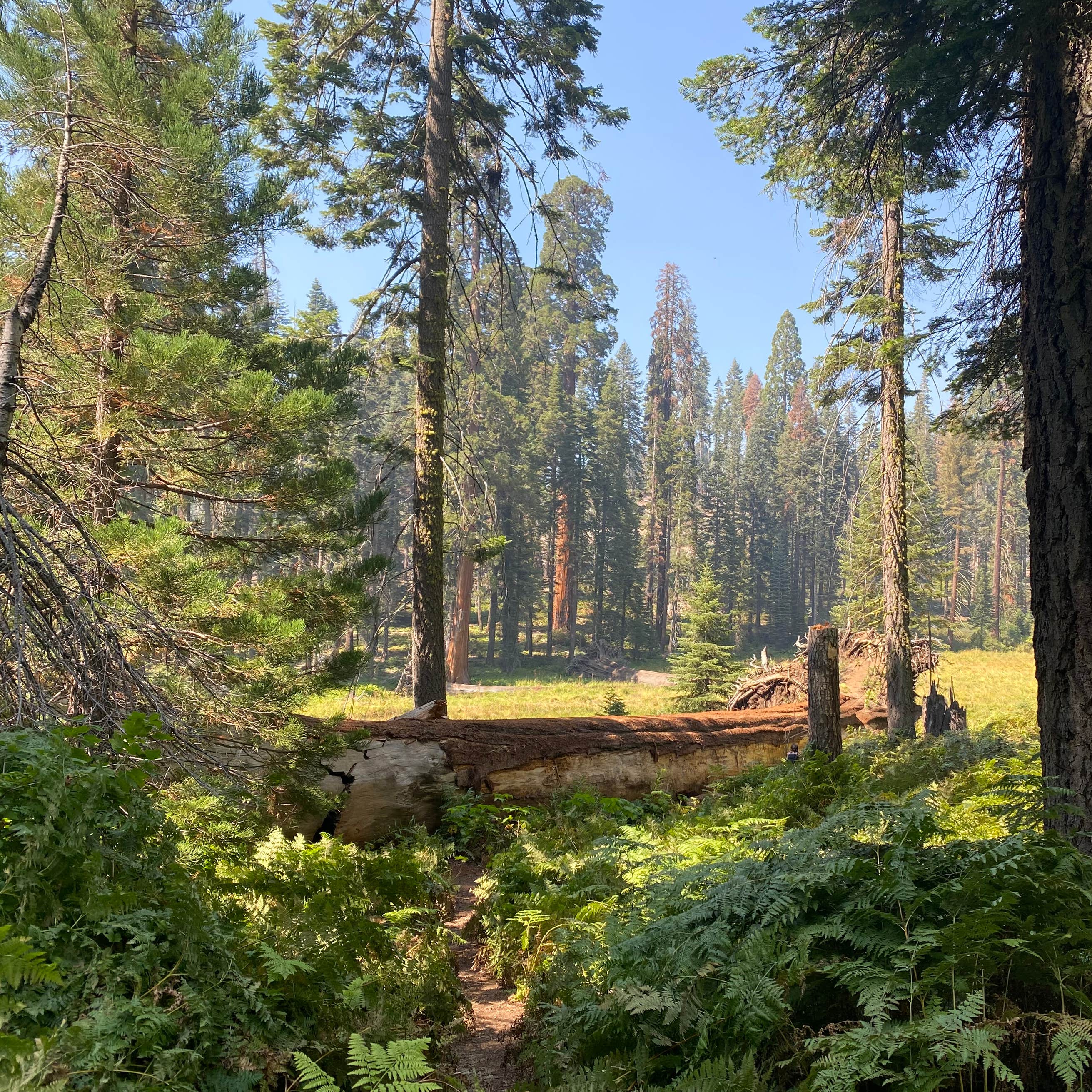 Lodgepole Campground — Sequoia National Park Three rivers, CA