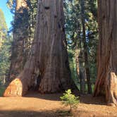 Review photo of Lodgepole Campground — Sequoia National Park by Andre V., May 30, 2024